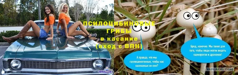 Псилоцибиновые грибы мицелий  blacksprut ССЫЛКА  Ершов 